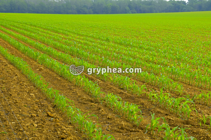 Champ de Maïs - gryphea.org